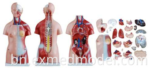 Unisex Human Torso